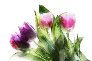 tulips-4330129_1920_4